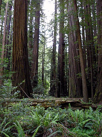 Ethereal old growth redwoods outside the National Park System.
